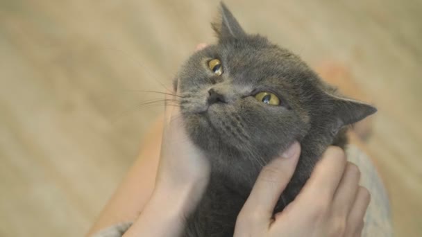 Primer Plano Cara Feliz Del Gato Primer Plano Cara Acariciadora — Vídeo de stock