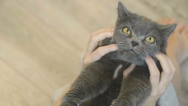 Close Cara Feliz Gato Close Rosto Acariciado Gato Uma Mulher — Vídeo de Stock