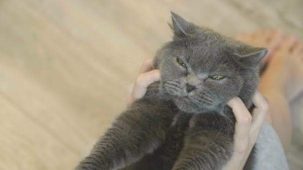 Γκρο Πλαν Του Ευτυχισμένο Πρόσωπο Της Γάτας Κοντινό Πλάνο Της — Αρχείο Βίντεο