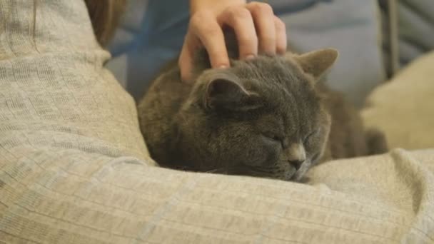 Mujer Acariciando Gato Acostado Sofá Primer Plano Gato Británico Mujer — Vídeos de Stock