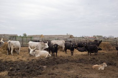 Macar gri Boğa ve manda çiftlikte