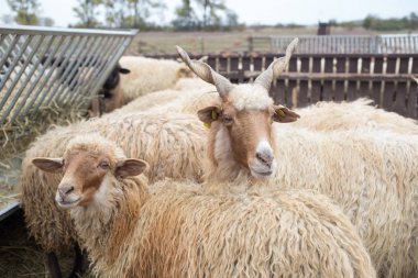 Macaristan'ın Racka şekil