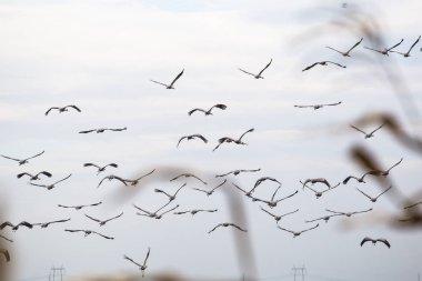kuşlar göç geçit Sandhill crane gökyüzünde uçan