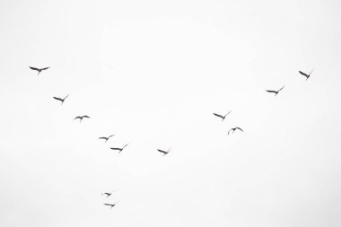 kuşlar göç geçit Sandhill crane gökyüzünde uçan