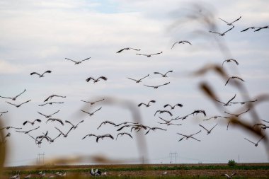 kuşlar göç geçit Sandhill crane gökyüzünde uçan