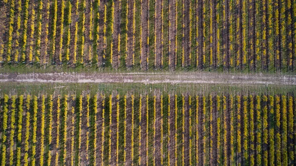 Vista aérea de un viñedo amarillo de otoño al atardecer — Foto de Stock