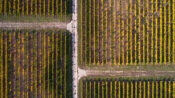 Vista aérea de un viñedo amarillo de otoño al atardecer — Foto de Stock