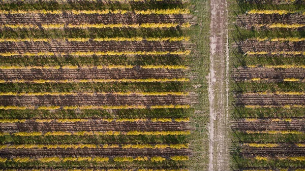 Vista aérea de un viñedo amarillo de otoño al atardecer — Foto de Stock