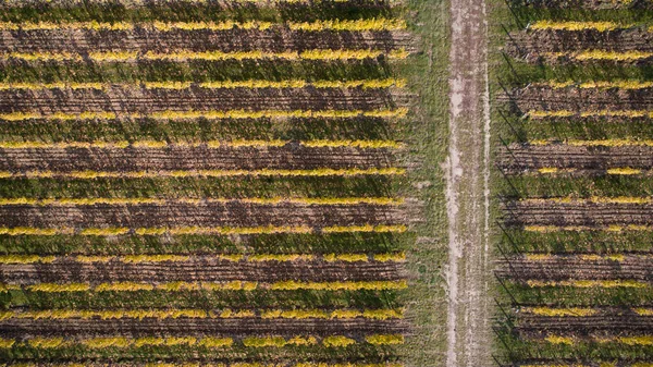 Luchtfoto van een gele herfst wijngaard bij zonsondergang — Stockfoto