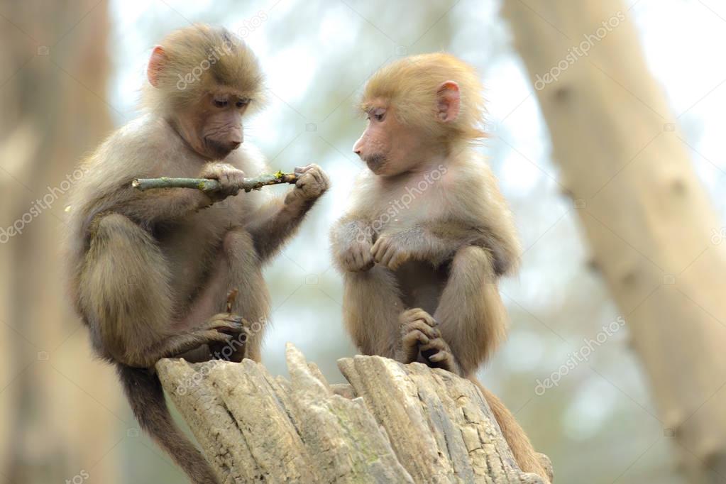 Two cute baby baboon sitting on a wood and playing