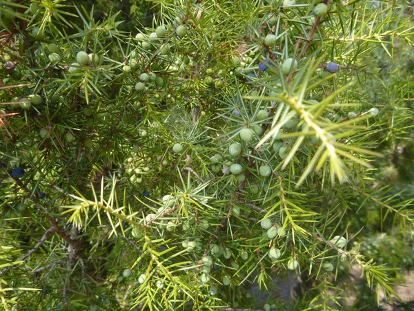 Green branches of a coniferous tree — Stock Photo, Image