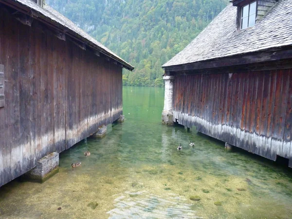 Ducks between wooden buildings at the lake konigsee — Stock Photo, Image