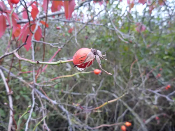 Détail d'une branche de buisson de hanche avec goutte d'eau — Photo