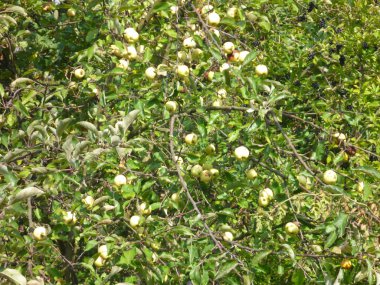 tam elma ağacının ayrıntı