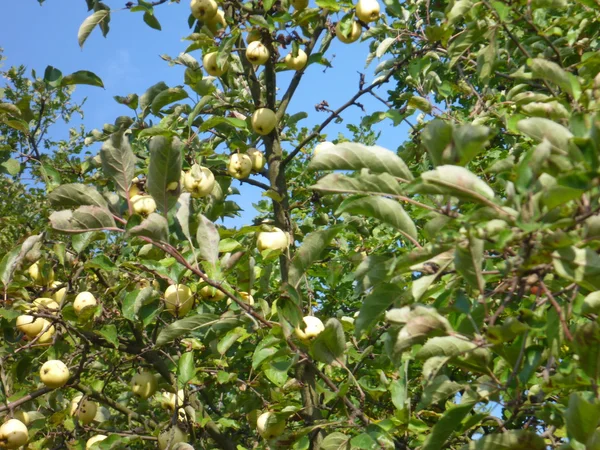 Detalle de un árbol lleno de manzanas —  Fotos de Stock