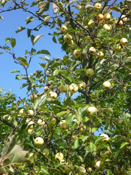 Detail of a tree full of apples — Stock Photo, Image