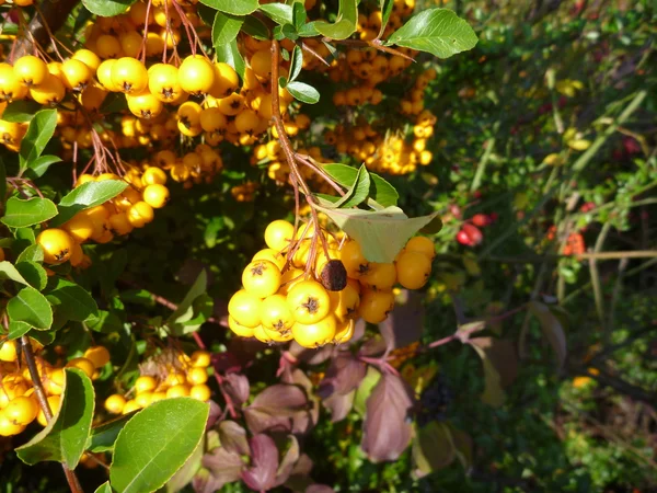 El detalle de la baya colorida otoñal sobre el arbusto — Foto de Stock