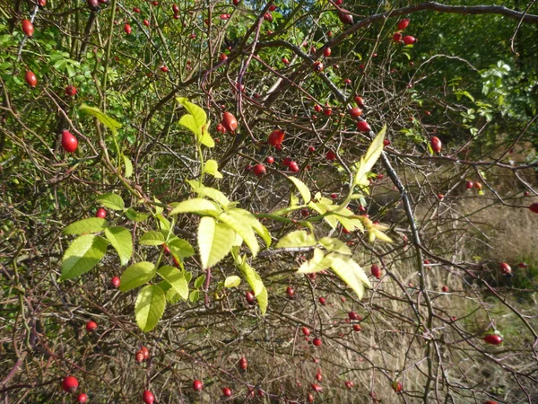 Hip bush pełne czerwonych owoców dojrzałych — Zdjęcie stockowe