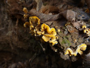 mantar ve çürük bir tahta üzerinde yosun