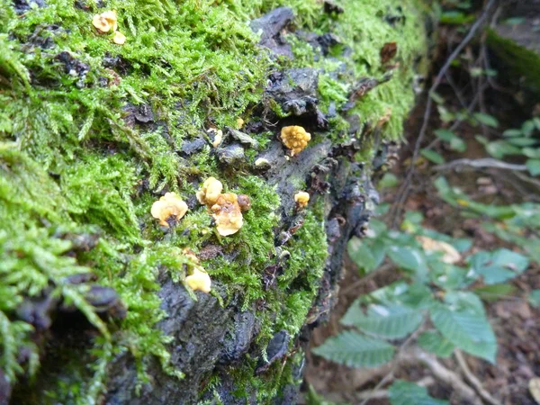 Hongos y musgo sobre una madera podrida — Foto de Stock