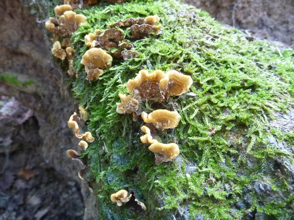 腐烂木材上的真菌和苔藓 — 图库照片
