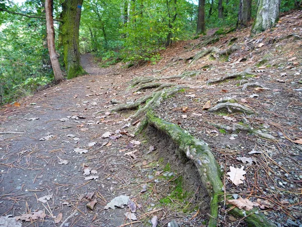 Wanderweg im Wald an einem sonnigen Tag — Stockfoto