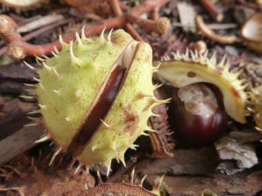 kahverengi kestane yere düşmüş