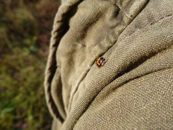 Piccola coccinella rossa su un tessuto — Foto Stock