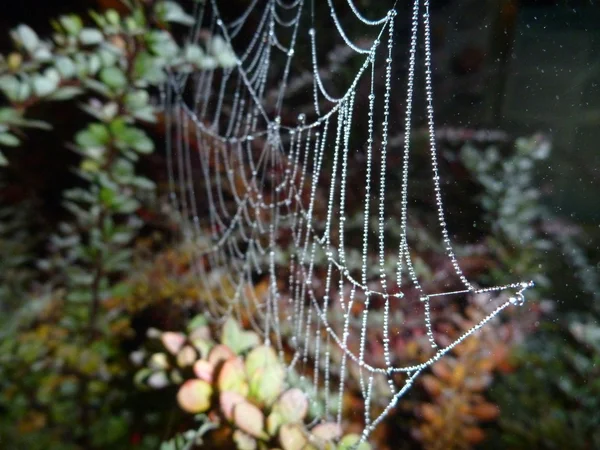 Toile d'araignée fragile sur une branche dans la nuit — Photo