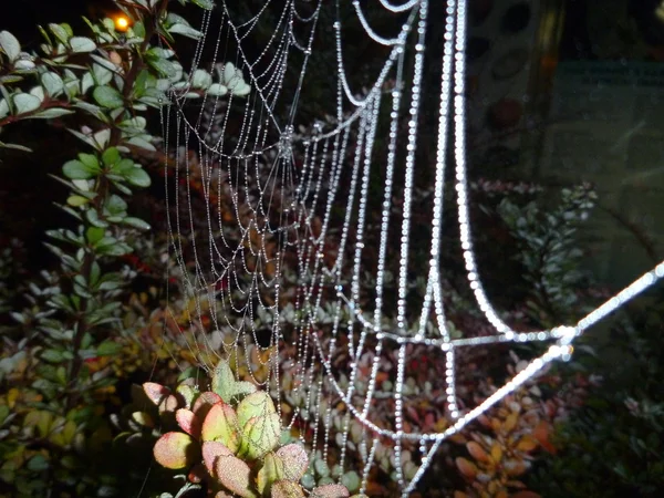 Toile d'araignée fragile sur une branche dans la nuit — Photo