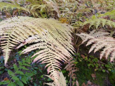 güzel renkler sonbahar bohem cennette
