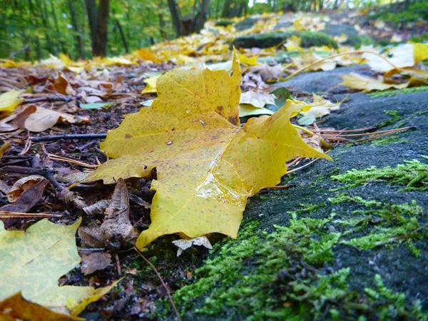 Wunderschöner bunter Herbst im böhmischen Paradies — Stockfoto