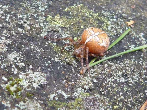 Velký pavouk s kříž na skále, šedá — Stock fotografie