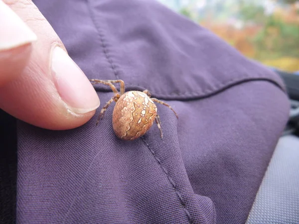 Pavouk s křížkem Hunam poté rukou — Stock fotografie