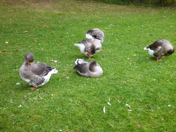 Canards blancs et gris sur une herbe verte — Photo