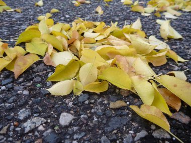 Sarı sonbahar düşen yapraklar gri bir asfalt üzerinde