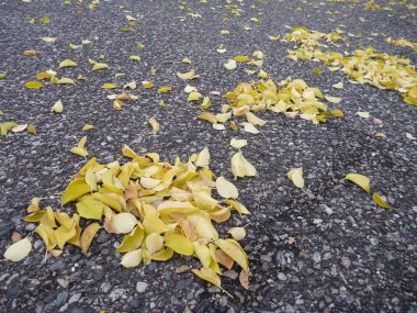 Sarı sonbahar düşen yapraklar gri bir asfalt üzerinde