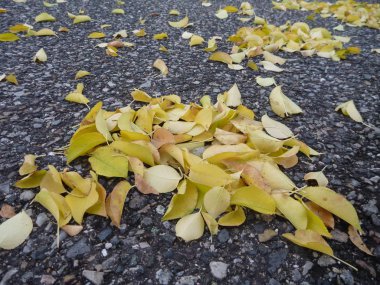 Sarı sonbahar düşen yapraklar gri bir asfalt üzerinde