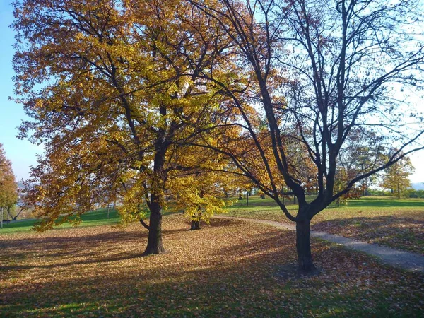 Podzimní sezóna s padlým žlutým listím — Stock fotografie