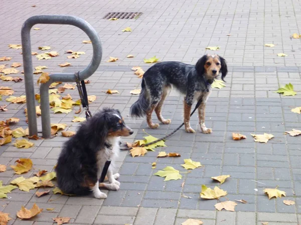 Дві собаки чекають на тротуарі — стокове фото