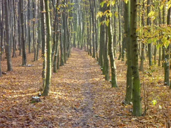 Hermoso día soleado de otoño en el bosque —  Fotos de Stock