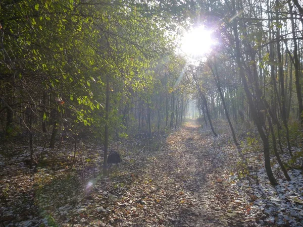 Bella giornata autunnale soleggiata nella foresta — Foto Stock