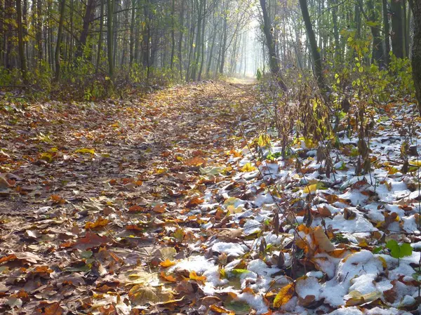 Belle journée ensoleillée d'automne dans la forêt — Photo