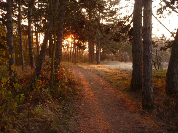 Beautiful sunrise in a chilly november morning — Stock Photo, Image