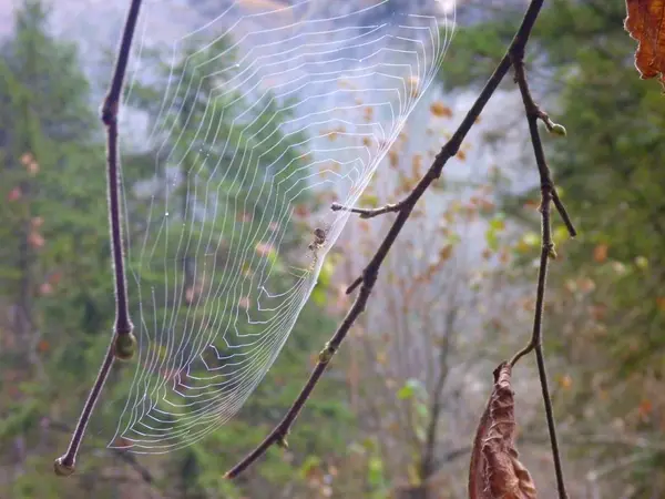 Détail d'une toile avec araignée après la pluie — Photo