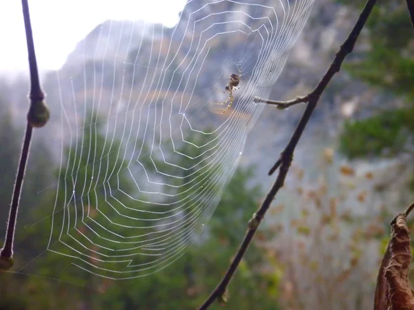 Détail d'une toile avec araignée après la pluie — Photo