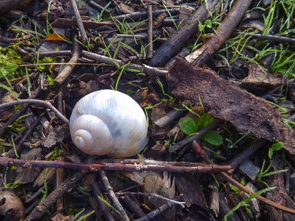 Detalhe de um pequeno caracol branco concha — Fotografia de Stock