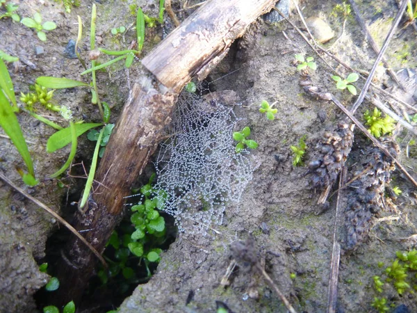 地面に濡れたクモの巣の詳細 — ストック写真