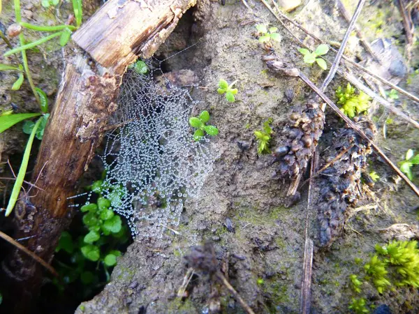 地面に濡れたクモの巣の詳細 — ストック写真