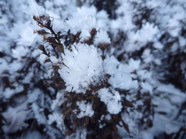 Detalle de hermosos cristales de nieve congelados — Foto de Stock